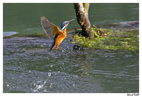  Image name: martin  pescatore4.jpg 
 width: 586 pixel 
 height: 398 pixel 
 Size: 72620 bytes 
 Click to enlarge 